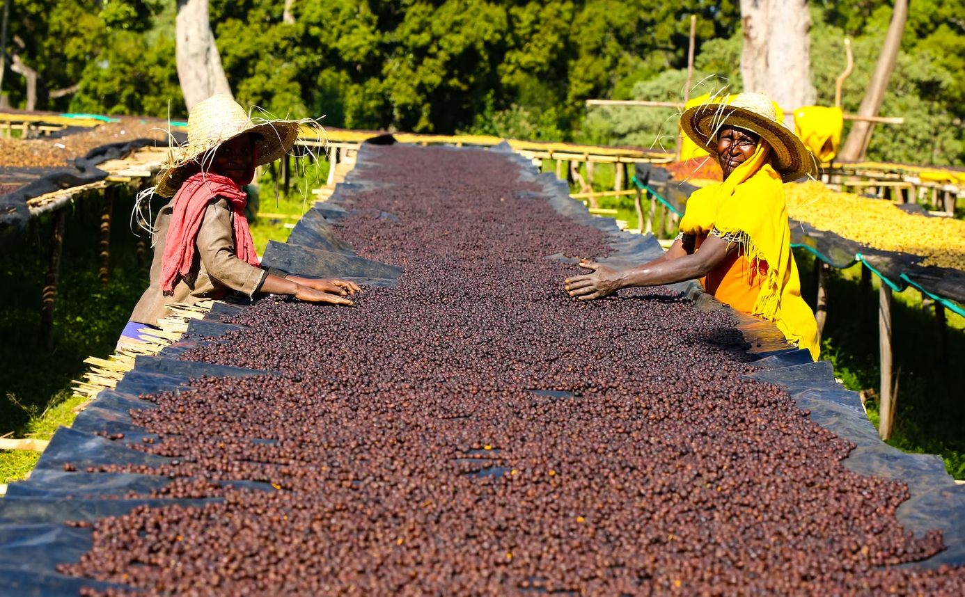 coffee farm Ardi Daye Besa Sidama Ethiopia