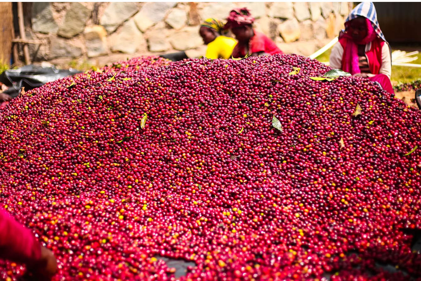 coffee farm Ardi Daye Besa Sidama Ethiopia. Red coffee cherry. Natural Ethiopia.