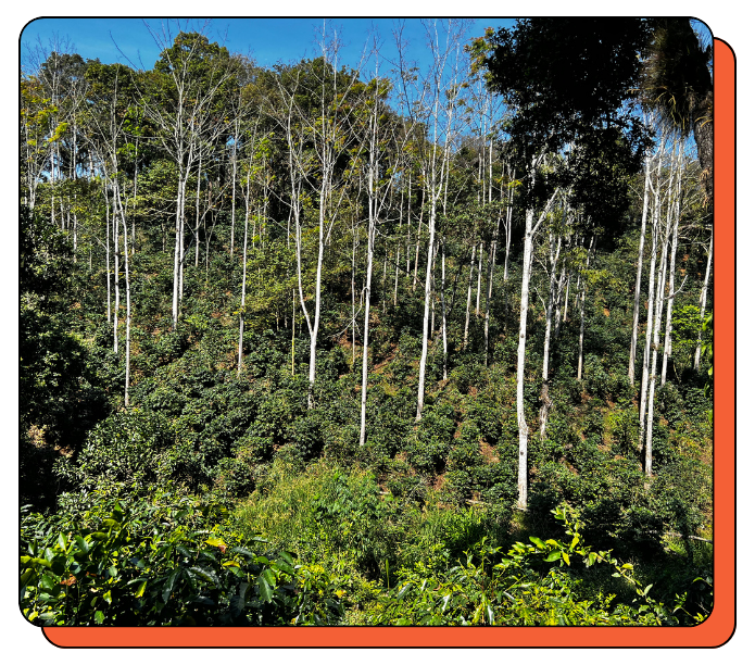 Forest with tall trees and underbrush on a sunny day. Coffee plants are naturally shade-grown. 