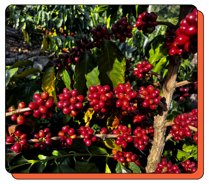 Perfectly ripe bright red coffee berries on a branch with green leaves. Mexico. Creature Coffee. 