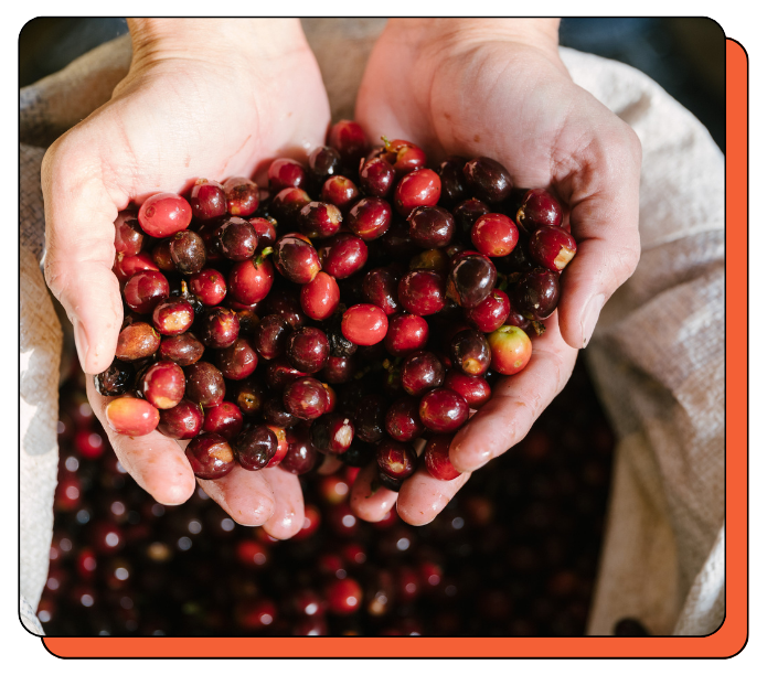 Hands holding a bunch of red and brown coffee cherries.
