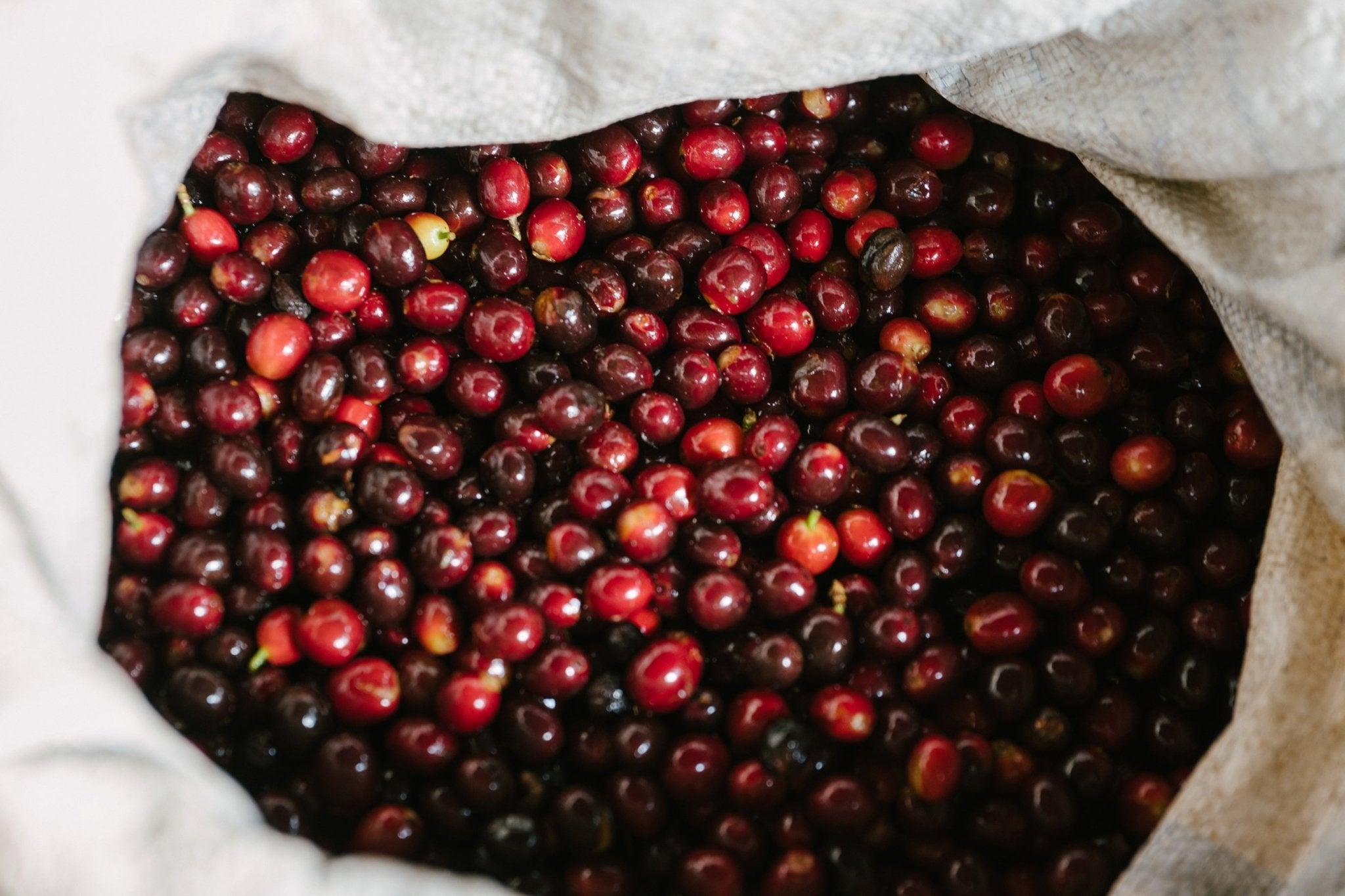 FRIEND BLEND - Wholesale - Guatemala + Ethiopia - Creature Coffee Co
